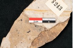 Foto (Detailansicht) von Sequoia hardtii Endl. (NHMW-GEO-2024-0188-8243)